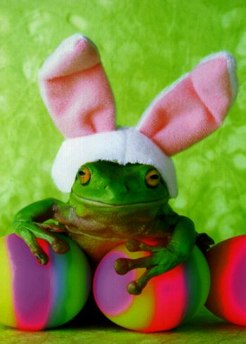 Easter Frog